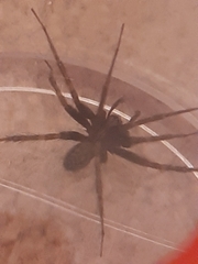 Eratigena
