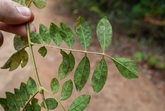 Jacaranda caroba