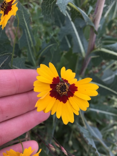 Coreopsis basalis iNat (1)