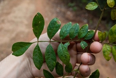 Jacaranda caroba