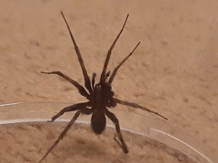 Eratigena