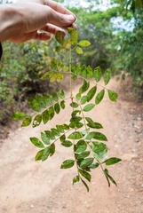 Jacaranda caroba