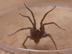 Eratigena