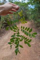 Jacaranda caroba