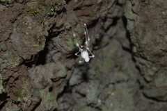 Engyodontium aranearum