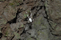 Engyodontium aranearum