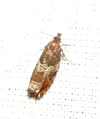Ancylis achatana