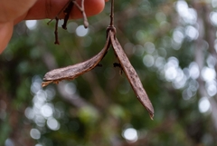Jacaranda caroba