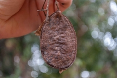 Jacaranda caroba