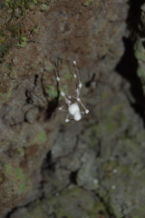 Engyodontium aranearum