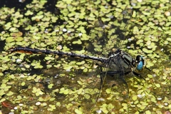 Arigomphus cornutus