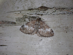 Perizoma alchemillata