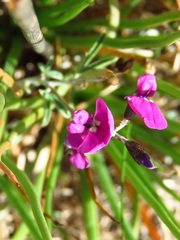 Glycine rubiginosa