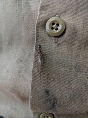 Raphidiidae