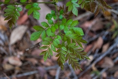 Jacaranda caroba