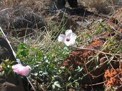 Hibiscus meraukensis