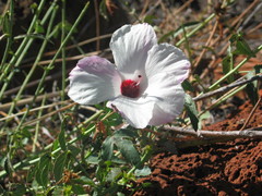 Hibiscus meraukensis