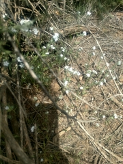 Plagiobothrys tenellus