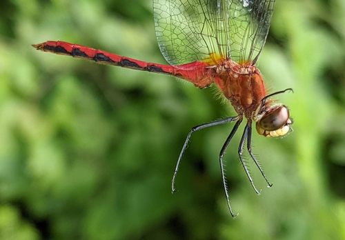 White-faced Meadowhawk