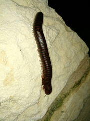 Orthoporus texicolens