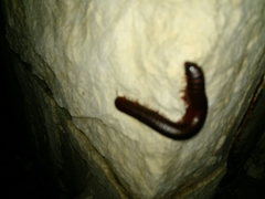 Orthoporus texicolens