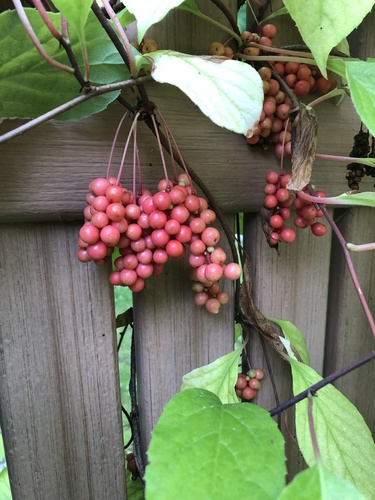 Schisandra chinensis iNat (2)