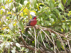 Rhodinocichla rosea