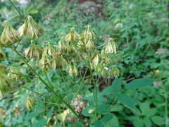 Thalictrum aquilegiifolium