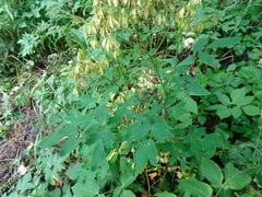 Thalictrum aquilegiifolium