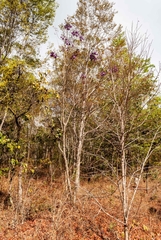 Jacaranda caroba