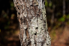 Jacaranda caroba