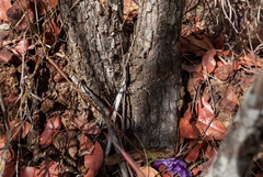 Jacaranda caroba