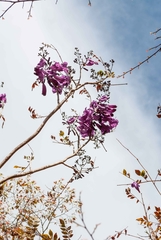 Jacaranda caroba