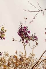 Jacaranda caroba