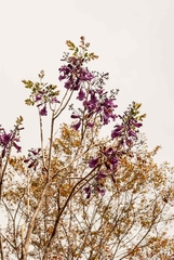 Jacaranda caroba