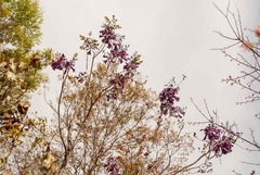 Jacaranda caroba