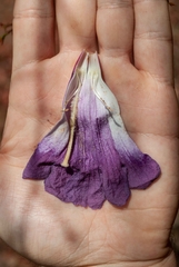 Jacaranda caroba