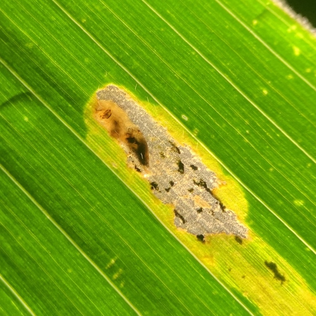 Corn Blotch Leafminer