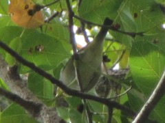 Zosterops lateralis vegetus