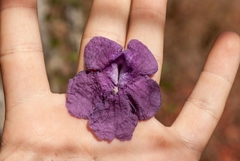 Jacaranda caroba
