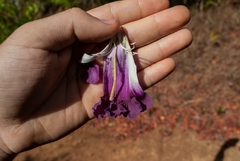 Jacaranda caroba