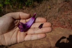 Jacaranda caroba