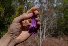Jacaranda caroba
