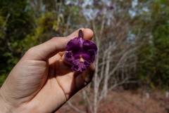 Jacaranda caroba