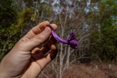 Jacaranda caroba