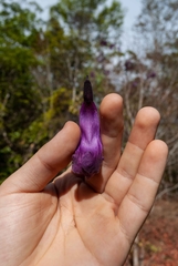 Jacaranda caroba