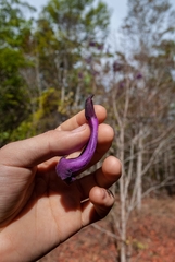 Jacaranda caroba