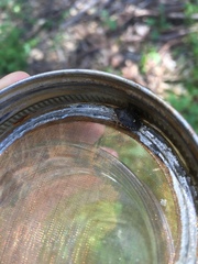 Holcostethus abbreviatus