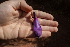 Jacaranda caroba