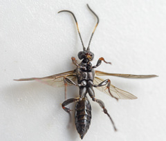 Vulgichneumon